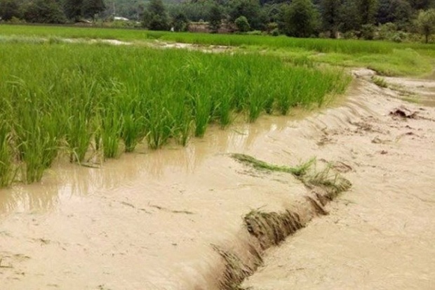 کشاورزی کهگیلویه و بویراحمد پس از بارندگی ها