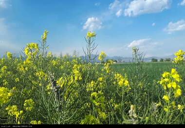 تامین ۴۵ هزار تن بذر کلزا برای کشاورزان قزوینی