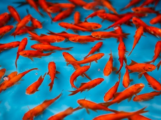 شهرداری ها جواز ماهی های قرمز را از دامپزشکی استعلام کنند