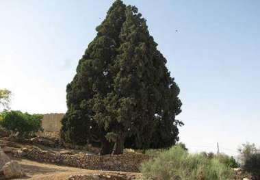 سرو 700 ساله شهرستان کازرون در فهرست میراث طبیعی کشور ثبت می شود