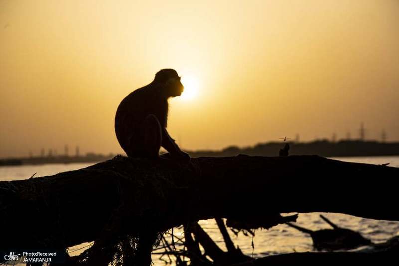 منتخب تصاویر امروز جهان- 5 خرداد 1400