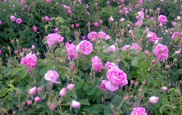 70 هزار بوته گل محمدی در گلستان کشت شد