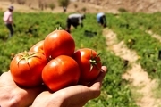 برداشت گوجه فرنگی در کهنوج یک ماه زودتر آغاز شد