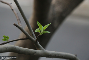 شکوفه های بهاری تهران
