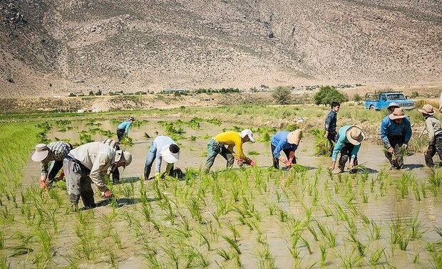 پای برنجکاران طارمی در گل و لای طرح ممنوعیت کشت