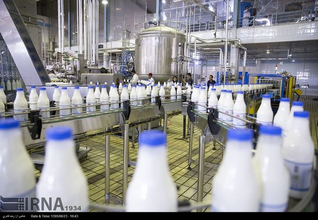 تولید روزانه شیر در ابرکوه ۷۰ درصد افزایش یافت