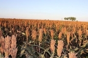 100 درصد نیاز بذری سورگوم کشور در پارس آباد تولید می شود