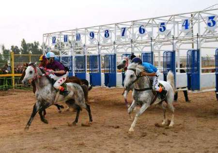 شوش میزبان جشنواره ملی اسب اصیل عرب شد