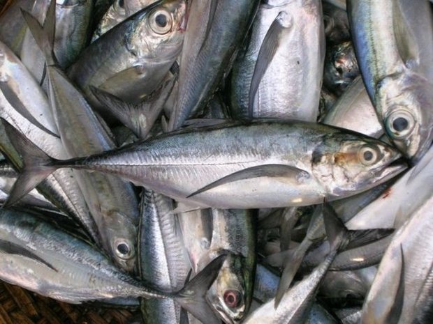 کشف یکهزار و 500 کیلوگرم گوشت فاسد ماهی در آستارا