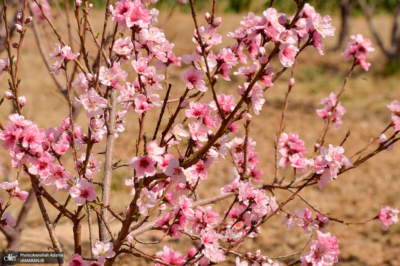 حال و هوای بهاری در حرم مطهر امام خمینی (س)