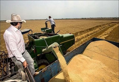 برداشت گندم در گیلانغرب آغاز شد