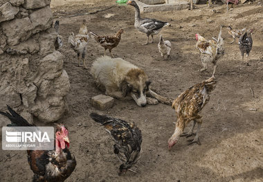 ۱۰۰ درصد طیور بومی شهرستان آشتیان علیه بیماری نیوکاسل ایمن‌سازی شدند