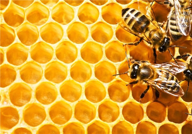 گواهی کیفیت کشورهای خارجی برای عسل تولیدی استان بوشهر