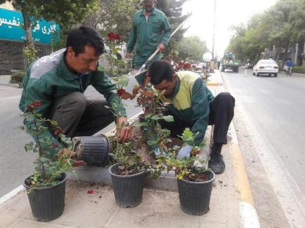 200 هزار گلدان رز در بجنورد کاشته شد