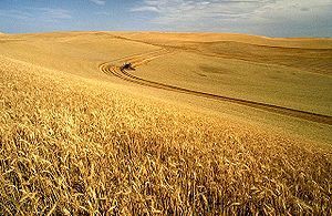 نیاز غلات و گندم دیم استان به آب تامین شده است
