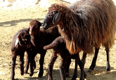 نخستین بره های آمیخته بومی و خارجی در کهنوج متولد شدند