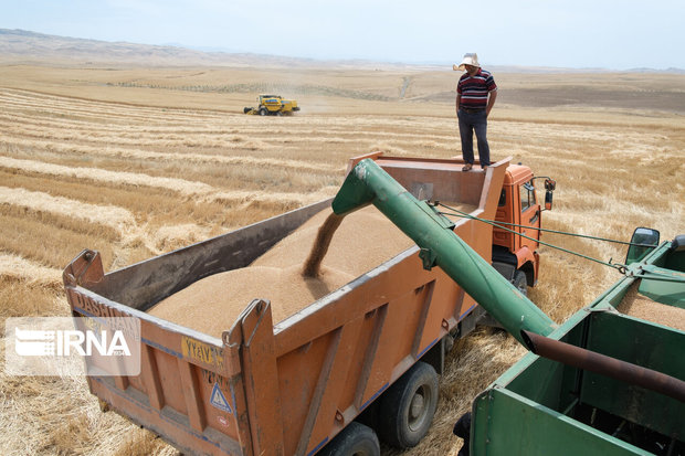۸ میلیون تُن گندم از کشاورزان کشور خریداری شد