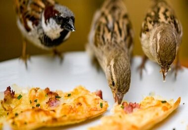 آژیر قرمز برای پرهیز از ضایعات غذایی در ایران