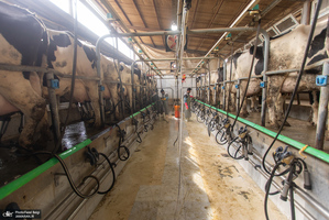 کارگران دامپروری؛ ستون‌های سلامت و آبادانی کشور