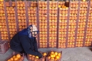 وضعیت صادرات محصولات کشاورزی ایرانی/ خرید مستقیم مرکبات شمال توسط تجار همسایه/ فروش میوه‌های درشت به کشورهای حوزه خلیج‌فارس 