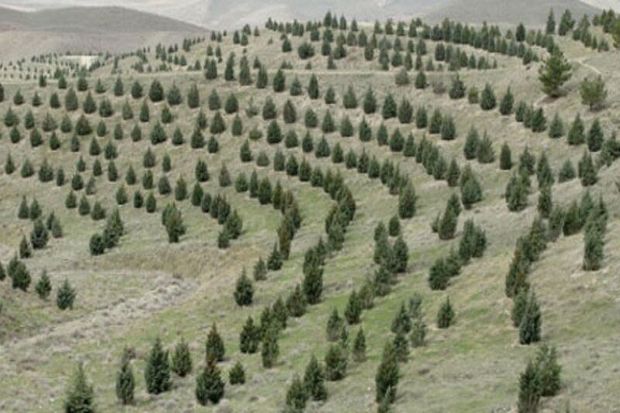 افزون بر ۹۰۰ هکتار از اراضی جنگلی کرمان نهال‌کاری می‌شود