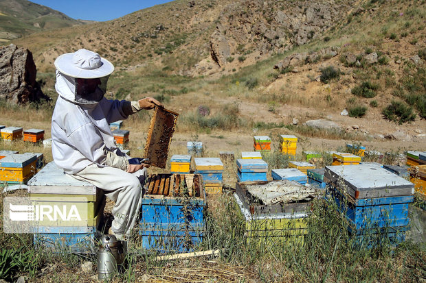 ۶ تا ۱۹ مهر موعد سرشماری کُلُنی‌های زنبورعسل در آذربایجان‌غربی