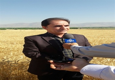 تولید 4000 تن دانه روغنی کلزا در استان