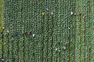 منتخب تصاویر امروز جهان- 24 آذر