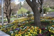 چهره شهر مهاباد با کاشت ۲۰۰ هزار شاخه گل بهاری شد
