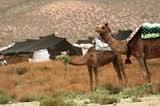 واردات شترهای آلوده به ویروس کرونا در سیستان و بلوچستان!
