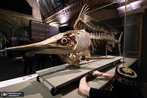 منتخب تصاویر امروز جهان- 24 اردیبهشت 1400