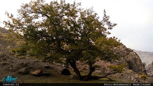 طبیعت پاییزی درکه 