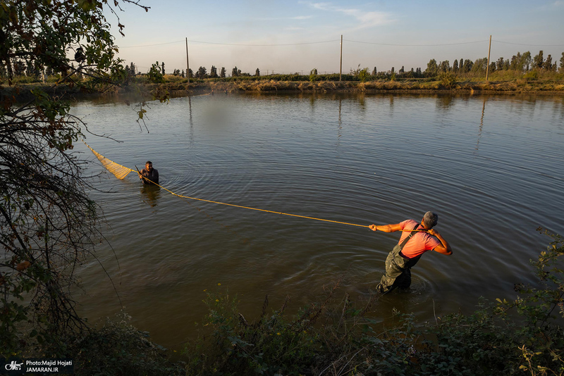 پرورش ماهی در آزادشهر استان گلستان
