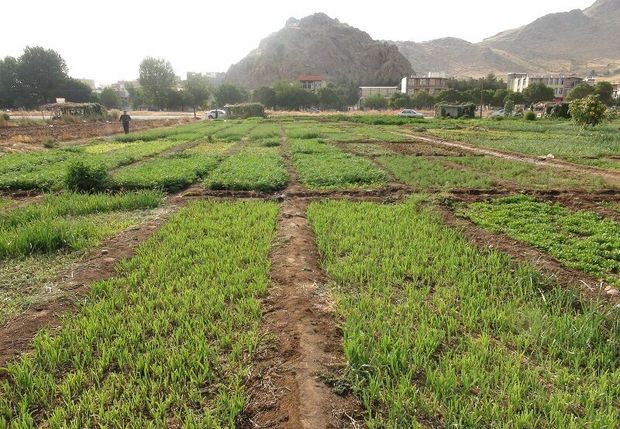 خاش قطب تولید سبزی سیستان و بلوچستان