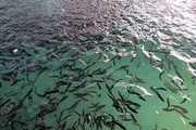 رهاسازی 140 هزار بچه ماهی در رودخانه شور لالی