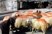 قیمت گوسفند قربانی برای عید قربان