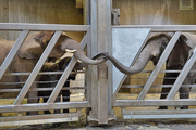 لحظه دیدنی دیدار فیل مادر با دختر و نوه هایش بعد از 12 سال