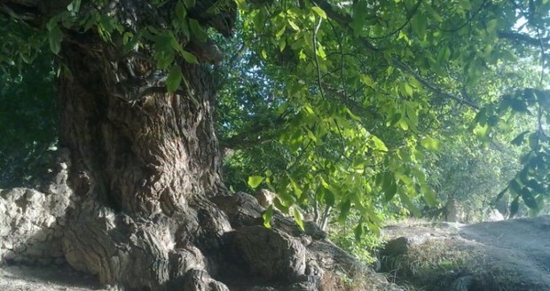 "دهکده پزشکان" کجای ایران است؟
