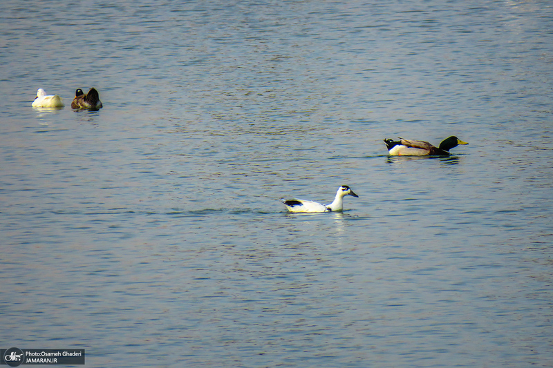 دریاچه مصنوعی جوان قم