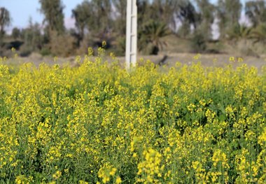 غرامت کلزاکاران بیمه گذار خراسان شمالی پرداخت شد