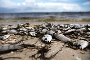 فیلم/ فاجعه زیست محیطی در لرستان: مرگ صدها هزار ماهی در دورود 