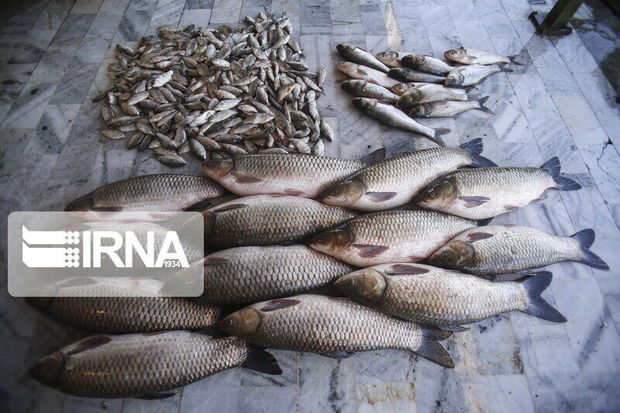 تولید ماهی در شیروان ۲۰ درصد افزایش یافت