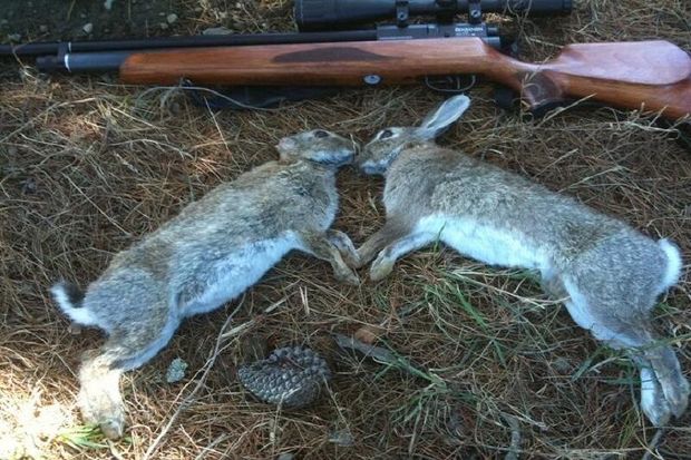دستگیری شبانه ۲ شکارچی خرگوش در شاهین‌دژ