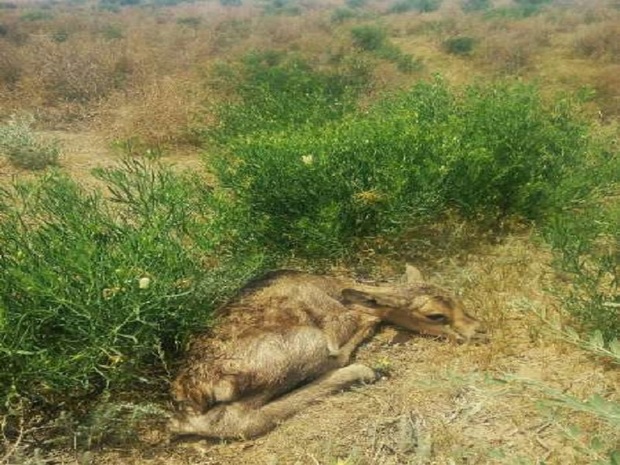 دهمین نسل آهو در سایت چشمه گل شهرستان تربت ‌جام متولد شد