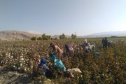 افزایش ۱۵ درصدی تولید پنبه در خراسان شمالی