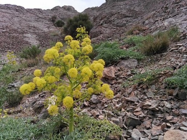 آنغوزه؛ به نام ایران به کام دیگران