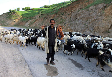 پنج‌هزار روستایی مهریز زیرپوشش صندوق بیمه کشاورزی هستند