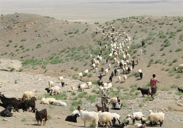 یک مسئول در خراسان شمالی: با دامداران متخلف درمراتع میانبد و قشلاقی برخورد می شود