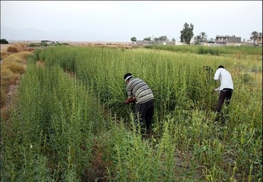 برداشت کنجد در هرمزگان آغاز شد