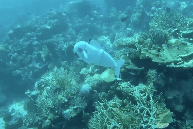 ماهی رباتیک «DNA» محیطی اقیانوس‌ها را جمع‌آوری می‌کند
